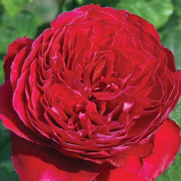 Rouge Royale&trade; Hybrid Tea Rose - Nature Hills Nursery - #3 Container - 