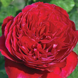 Rouge Royale&trade; Hybrid Tea Rose - Nature Hills Nursery - #3 Container - 