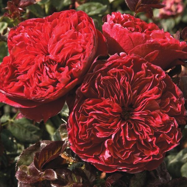 Rouge Royale&trade; Hybrid Tea Rose - Nature Hills Nursery - #3 Container - 
