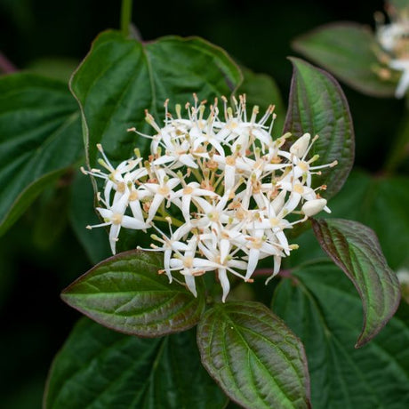 Roughleaf Dogwood Flowers