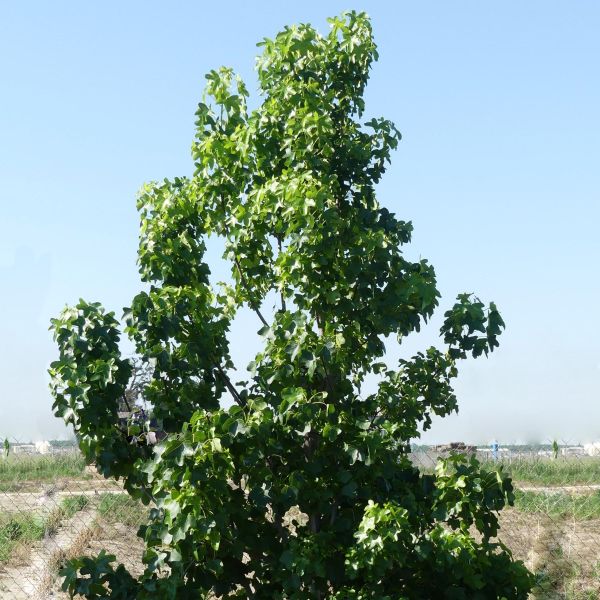 Round - Lobed Sweetgum Tree - Nature Hills Nursery - 4x4x6 Inch Container - 