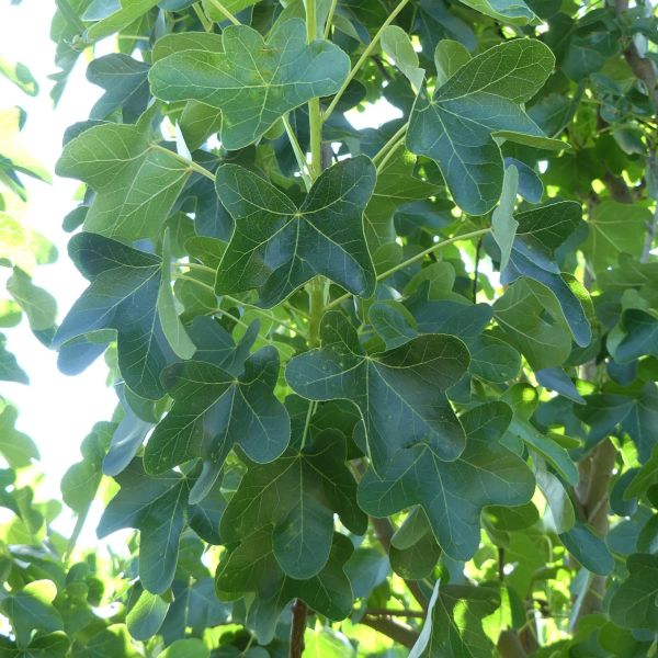 Round - Lobed Sweetgum Tree - Nature Hills Nursery - 4x4x6 Inch Container - 