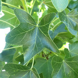 Round - Lobed Sweetgum Tree - Nature Hills Nursery - 4x4x6 Inch Container - 