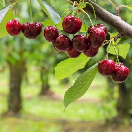 Royal Crimson Cherry Tree - Nature Hills Nursery - Paper Pot 4 - 5 Feet - 