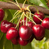 Royal Crimson Cherry Tree - Nature Hills Nursery - Paper Pot 4 - 5 Feet - 