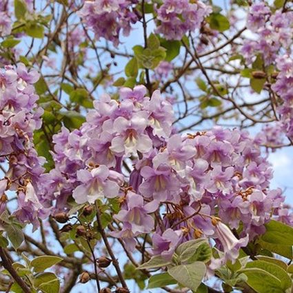 Royal Empress Tree