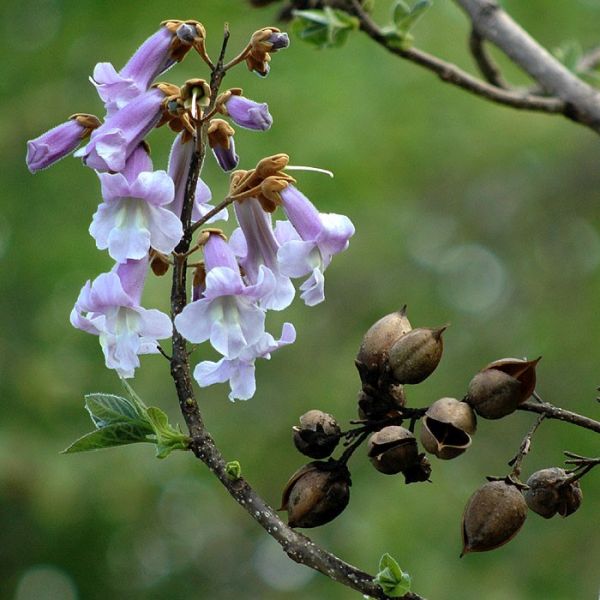 Royal Empress Tree