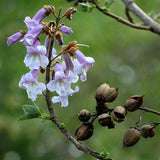 Royal Empress Tree