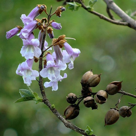 Royal Empress Tree