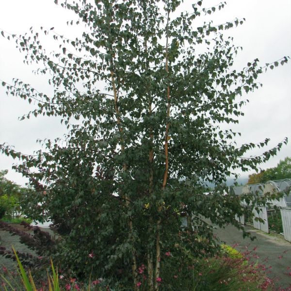 Close-up of green betula flowers on Royal Frost™ Birch Tree blooming in late spring to early spring.