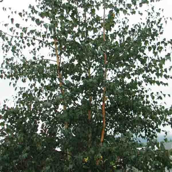 Royal Frost™ Birch Tree (Betula x 'Royal Frost'), a tree featuring green flowers and deciduous.