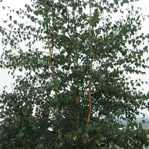 Royal Frost™ Birch Tree (Betula x 'Royal Frost'), a tree featuring green flowers and deciduous.