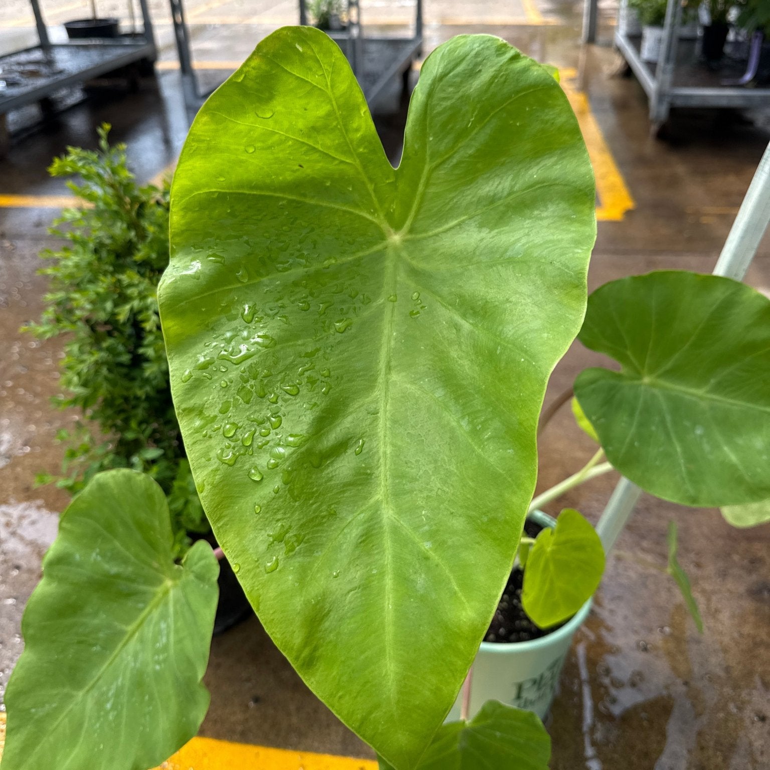 tropical elephant ear plants Royal Hawaiian® Maui Gold Elephant Ear
