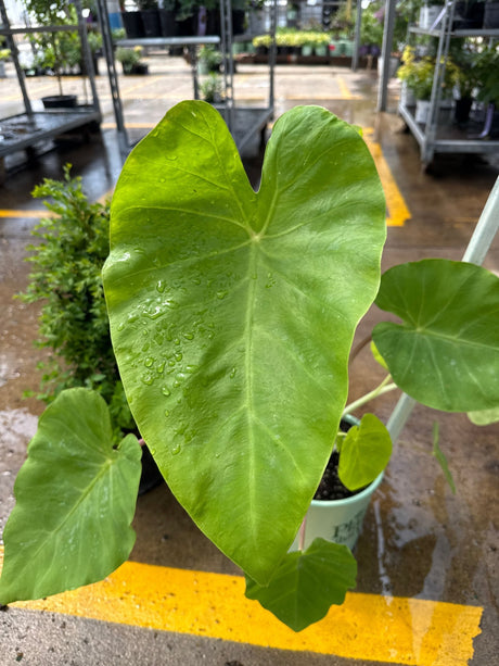Royal Hawaiian Maui Gold Elephant Ear displays vibrant chartreuse-green heart-shaped leaves with prominent venation and water droplets in a nursery.