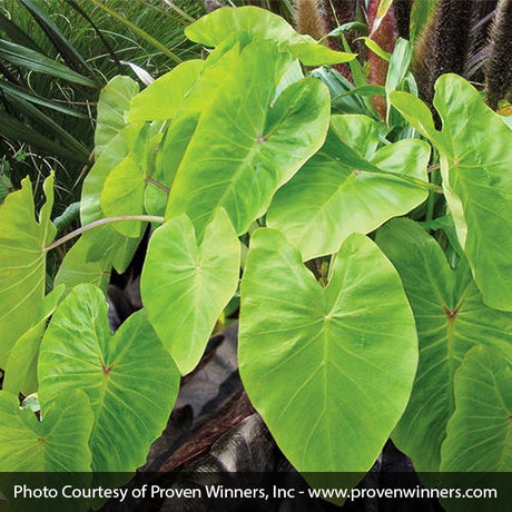 Royal Hawaiian&reg; Maui Gold Elephant Ear - Nature Hills Nursery - #1 Container - 