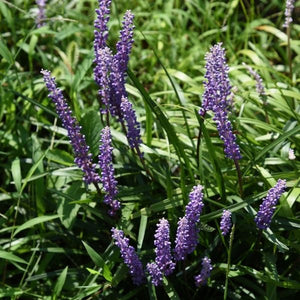 Royal Purple Lilyturf - Nature Hills Nursery - #1 Container - 