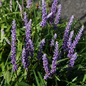 Royal Purple Lilyturf - Nature Hills Nursery - #1 Container - 