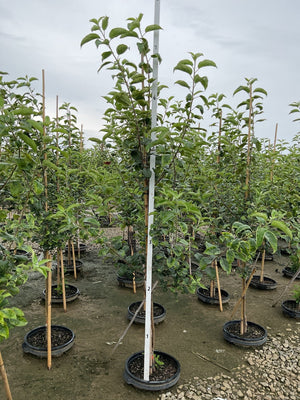 Royal Red Honeycrisp apple tree growing in a nursery container with bright green leaves on an upright trunk
