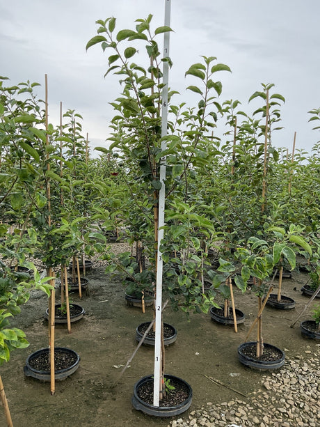 Royal Red Honeycrisp apple tree growing in a nursery container with bright green leaves on an upright trunk