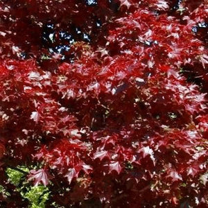 Royal Red Maple