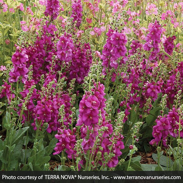Royalty Verbascum - Nature Hills Nursery - #1 Container - 