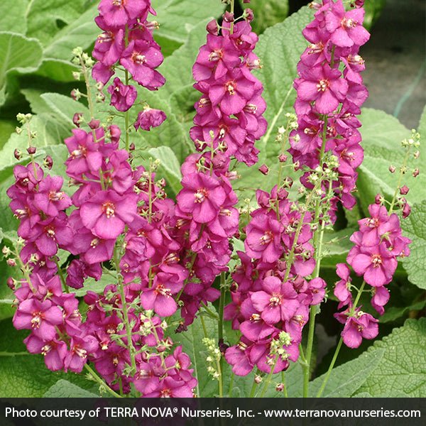 Royalty Verbascum - Nature Hills Nursery - #1 Container - 