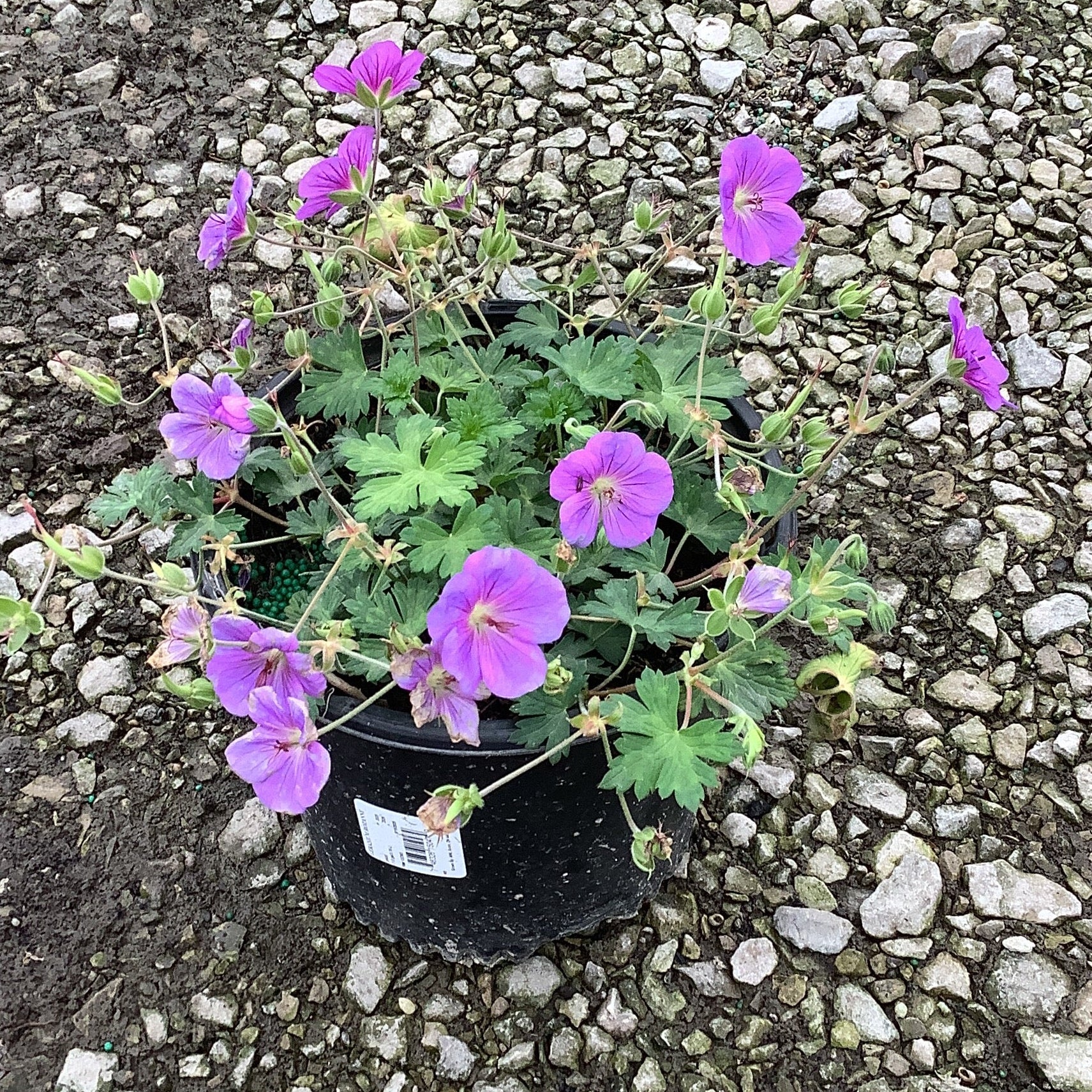 Proven Winners Rozanne Hardy Geranium - Thumbnail 4
