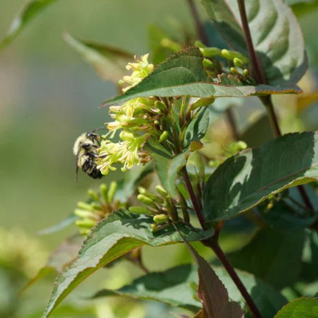 Ru-Bee Wren™ Bush Honeysuckle