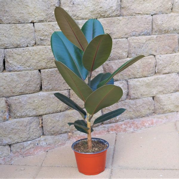 Rubber Tree - Nature Hills Nursery - 8 Inch Container - 