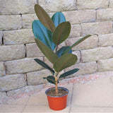 Rubber Tree - Nature Hills Nursery - 8 Inch Container - 