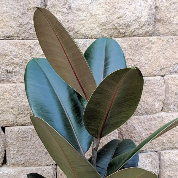 Rubber Tree - Nature Hills Nursery - 8 Inch Container - 