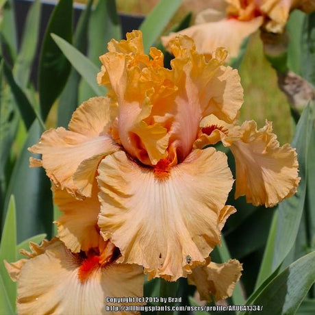 Rubenesque Tall Bearded Iris - Nature Hills Nursery - Bare Root Iris - 