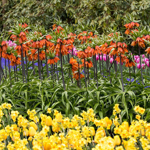 Rubra Fritillaria Blooms In Flower Bed