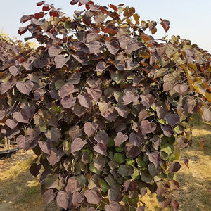Ruby Falls Weeping Redbud (Cercis canadensis 'Ruby Falls'), a tree featuring purple, pink flowers and deciduous.