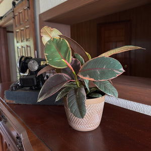 Ruby Rubber Plant in a 6 inch pot, view 2