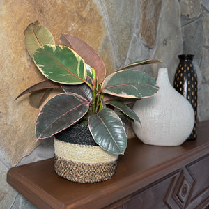 Ruby Rubber Plant in a 6 inch pot