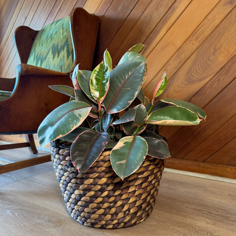 Ruby Rubber Plant in an 8 inch pot, view 2