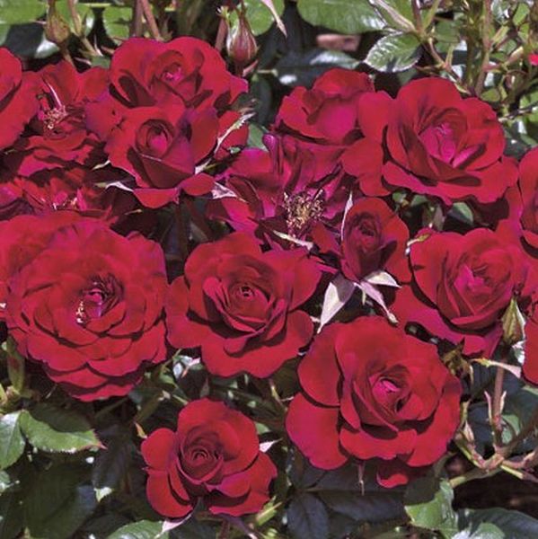 Ruby Ruby&trade; Miniature Rose - Nature Hills Nursery - #2 Container - 