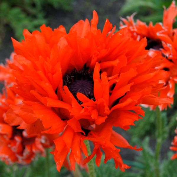 Ruffled Princess of Orange Poppy - Nature Hills Nursery - 3 Pack Bareroot - 