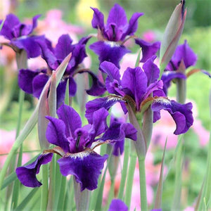 Ruffled Velvet Siberian Iris - Nature Hills Nursery - #1 Container - 