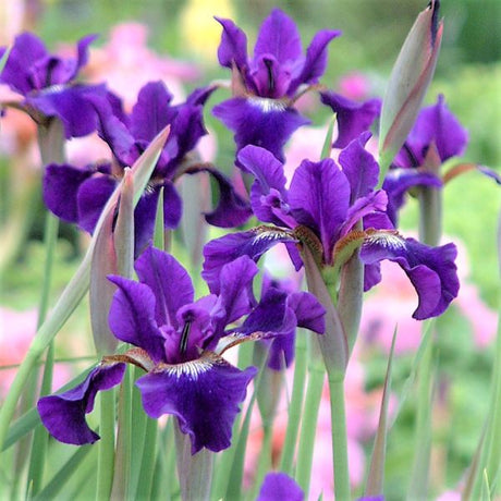 Close-up of blue, purple, yellow iris flowers on Ruffled Velvet Siberian Iris blooming in late spring.