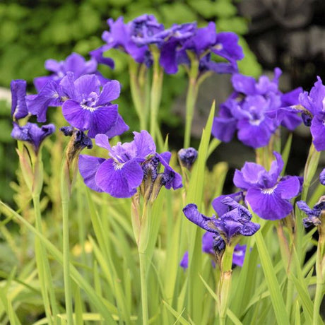 Ruffled Velvet Siberian Iris (Iris siberica 'Ruffled Velvet'), a perennial featuring blue, purple, yellow flowers and perennial.