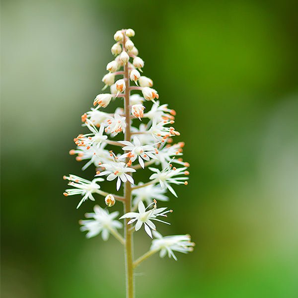 Running Tapestry Foam Flower (Tiarella cordifolia 'Running Tapestry'), a perennial featuring white flowers and perennial.