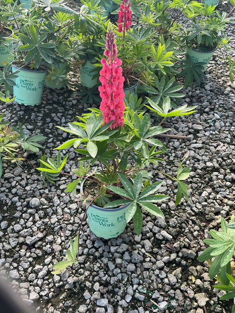Russell Hybrid Lupines (Lupinus × 'Russell Hybrid') plant, crop photo - May 29, 2026
