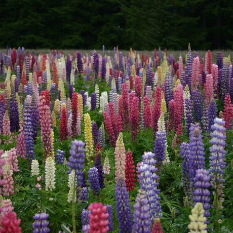 Russell Hybrid Lupines - Perennial - Nature Hills Nursery - 1 Container - 