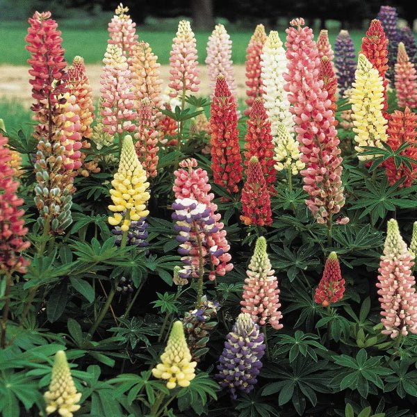 Russell Hybrid Lupines - Perennial - Nature Hills Nursery - 1 Container - 
