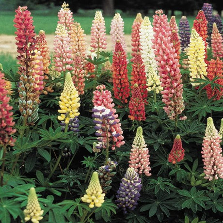 Russell Hybrid Lupines - Perennial - Nature Hills Nursery - 1 Container - 