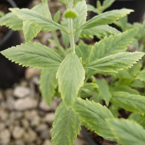 Perennial foliage of Little Spire Russian Sage (Salvia yangii 'Little Spire') in a garden setting.