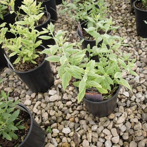 Little Spire Russian Sage (Salvia yangii 'Little Spire') growing in a garden landscape, showing mature perennial form.