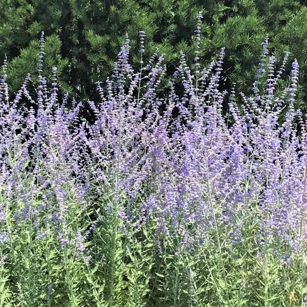 Russian Sage (Perovskia atriplicifolia) planted in a residential landscape.